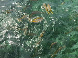 A school of Yellow Snapper that were swimming around the Glass-bottom boat we were on.