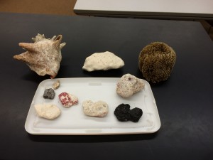 These are different rocks that I found on the beach in Grand Turk, as well as a Conch Shell (that I found) and a real sponge (that I purchased. It is illegal to harvest them unlicensed). 