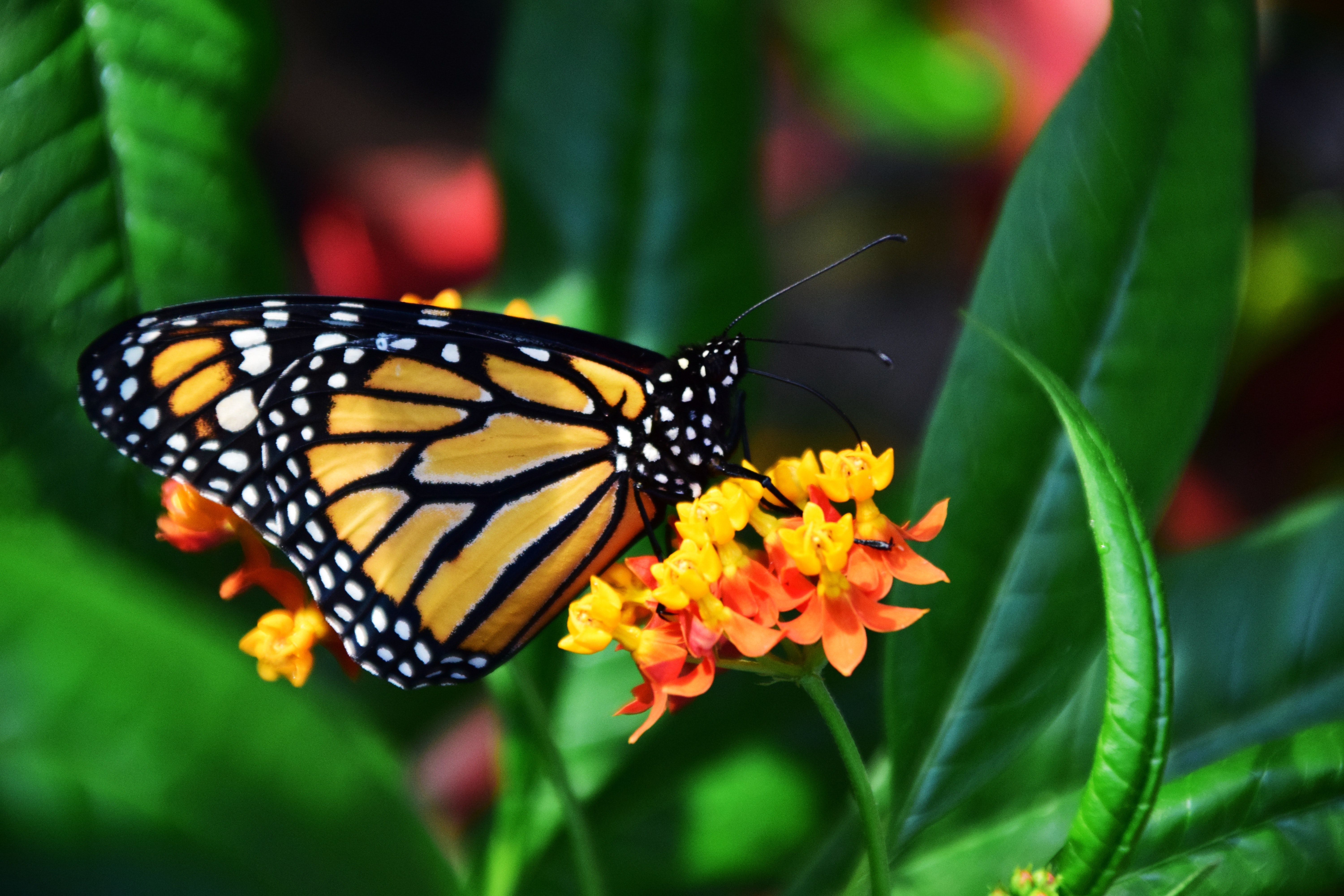 Monarch butterfly pollinates a flower