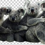 koalas