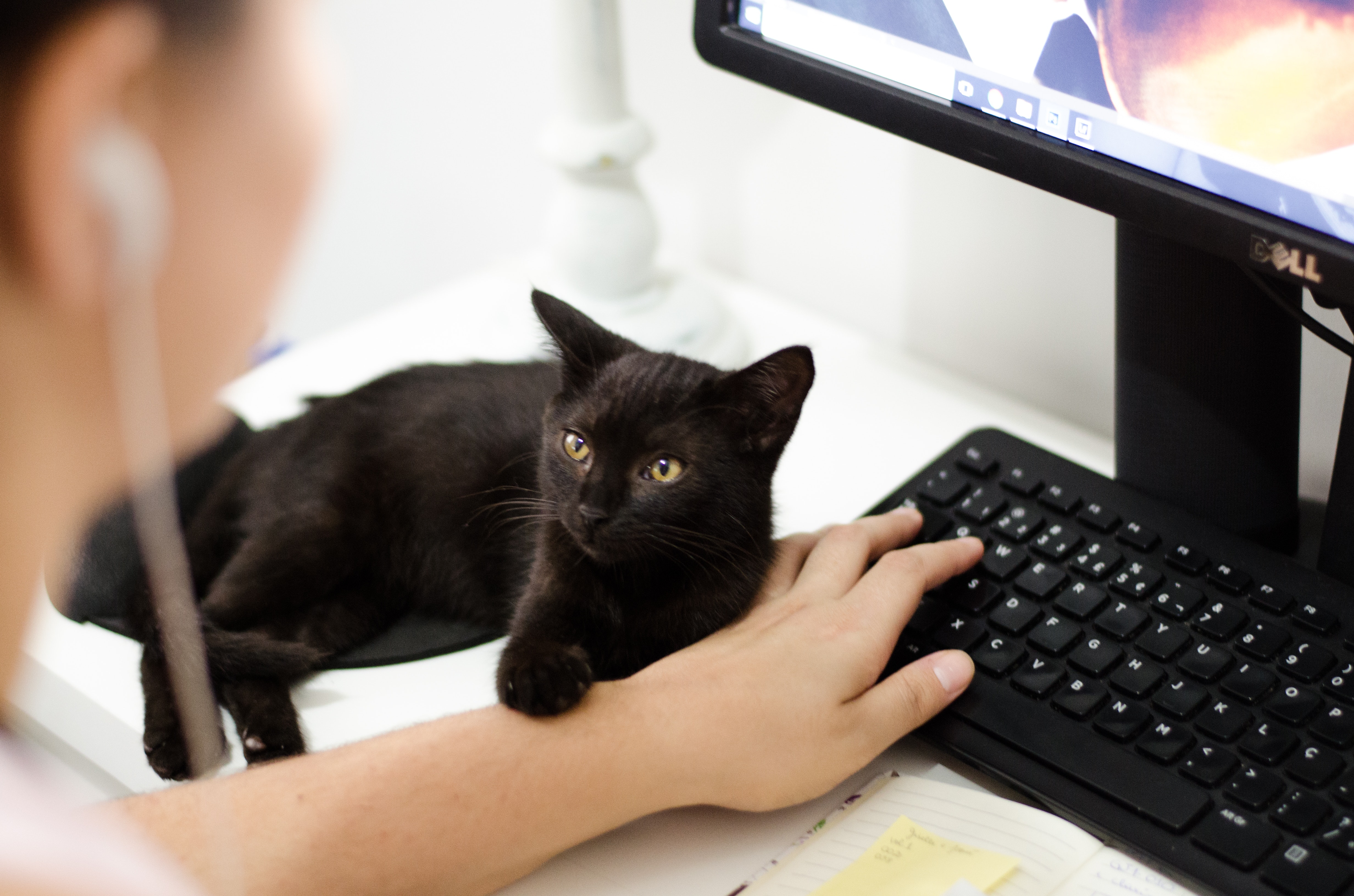 Cat laying by keyboard