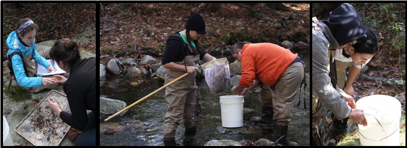 Environmental Studies students working in a stream with nets and buckets