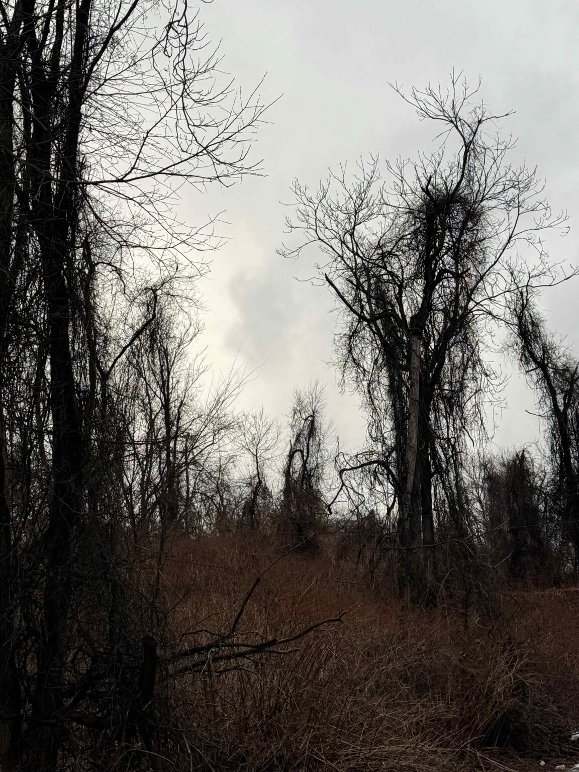 Altering Forests Call for Artists: Altered Landscapes - SUNY Ulster News Blog