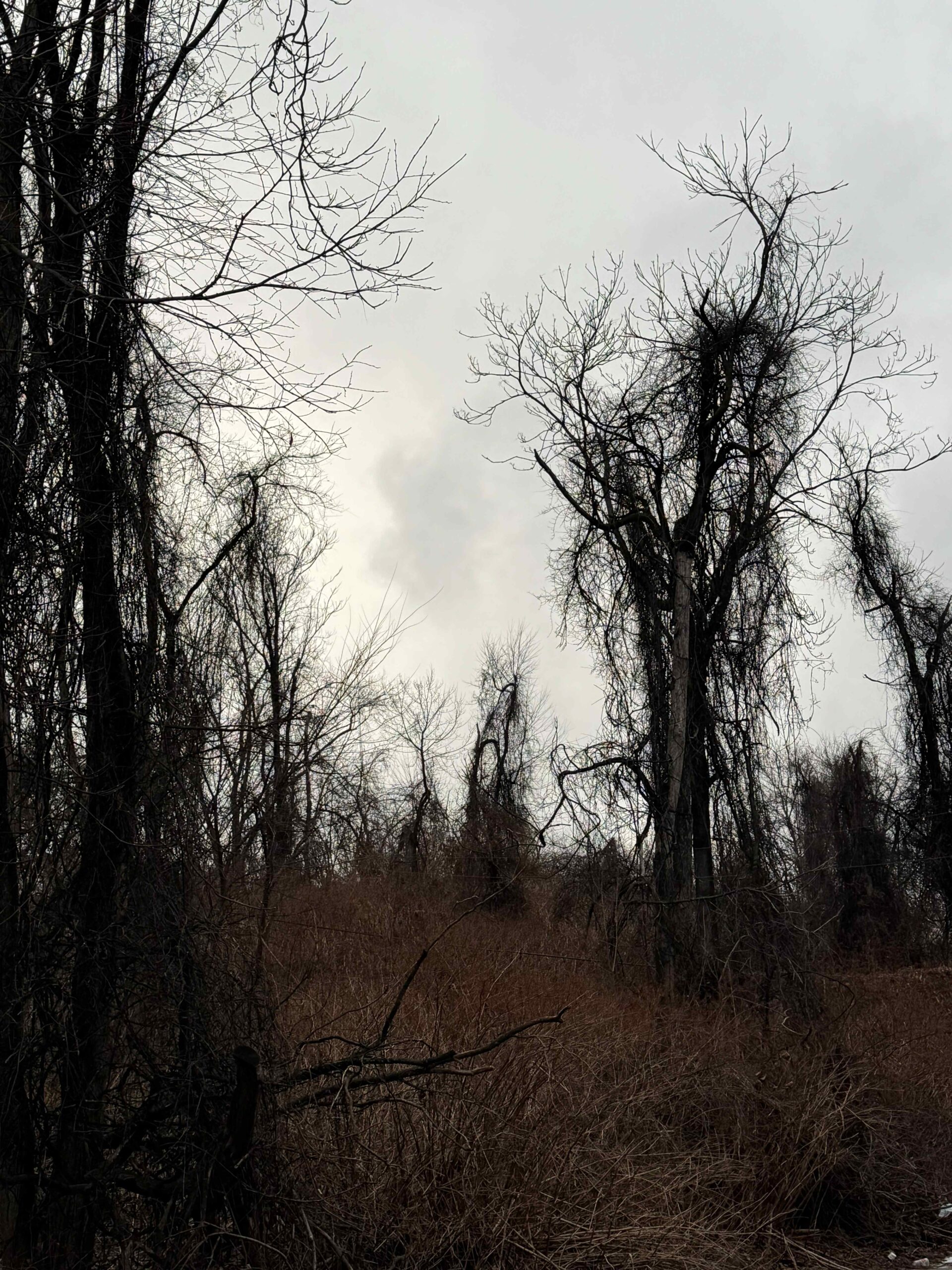 Gloomy image of a wooded area